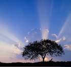Single tree silhouetted at sunrise-Costa Rica Art Print